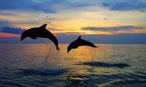 flying dolphin dives in Andaman